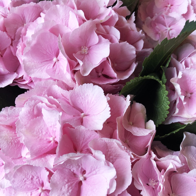 hydrangeas in a variety of colours.
