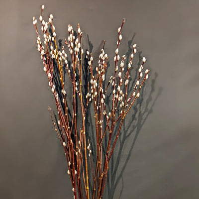 Pussy Willow