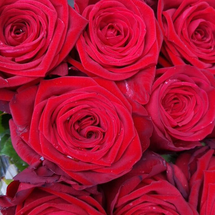 Roses in a variety of colours