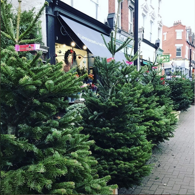 Christmas Tree Removal and Recycling