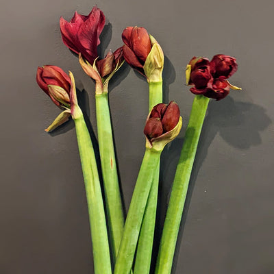 Amaryllis Flowers