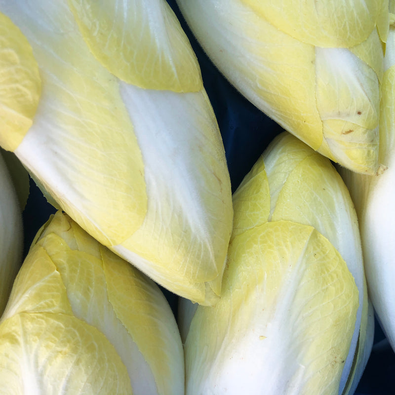 Chicory