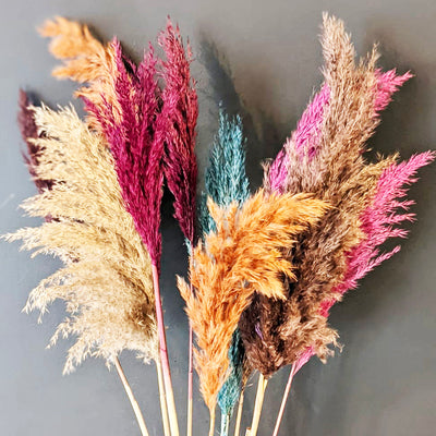  Multi Coloured Pampas Grass