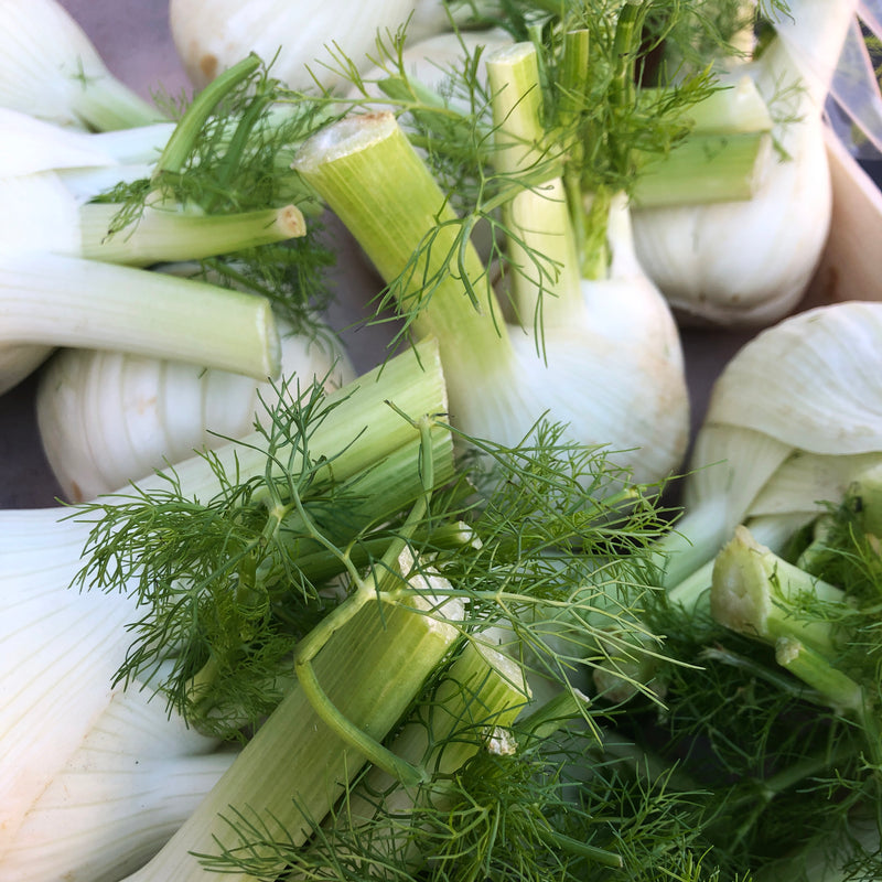 Fennel