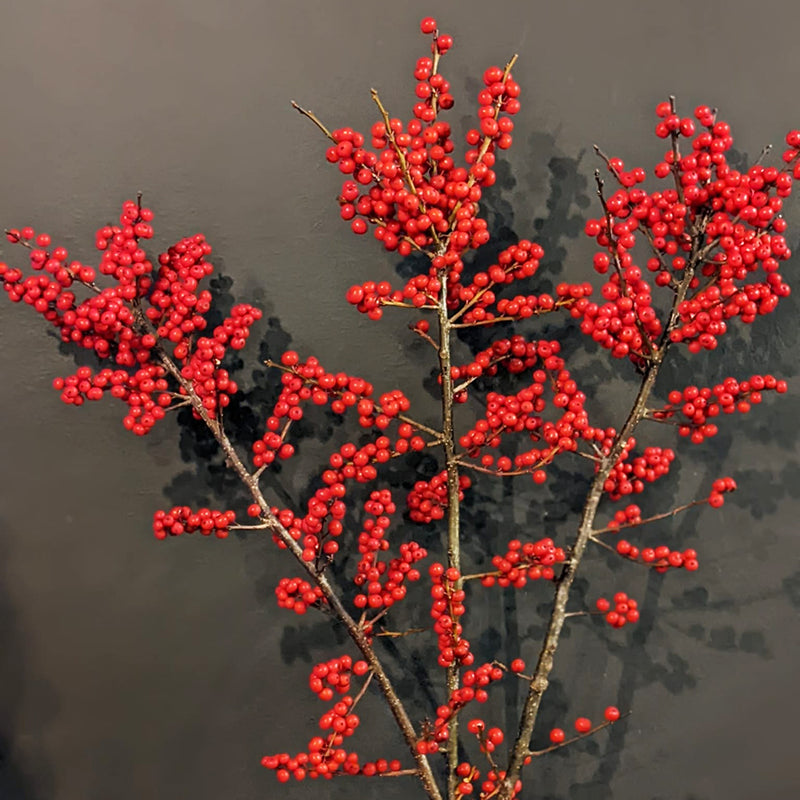 Ilex Berries