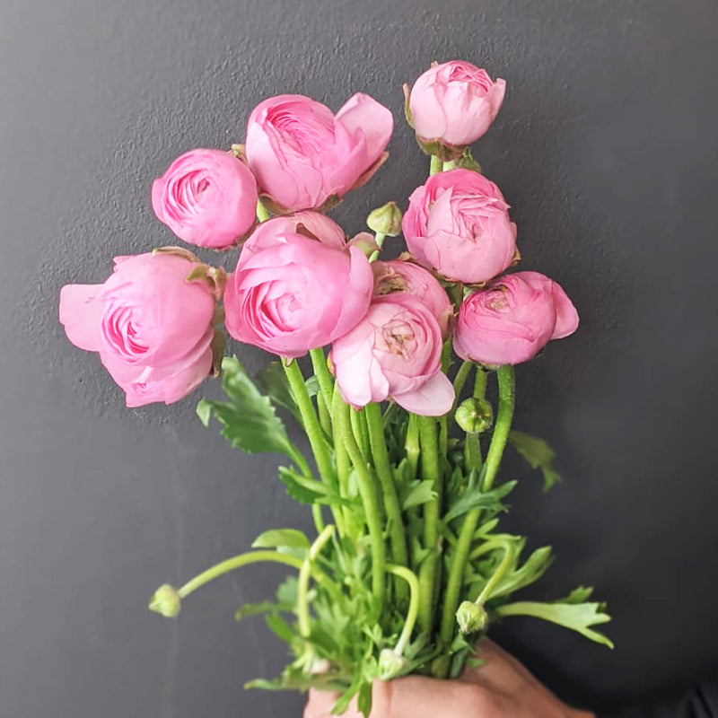 Ranunculus bunch of flowers pink