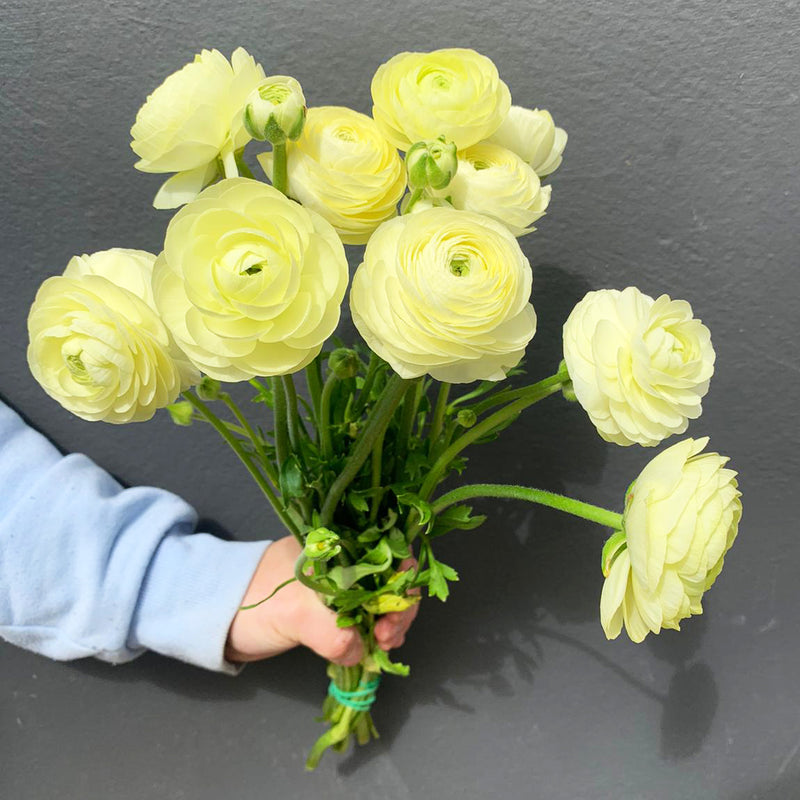 Ranunculus bunch of flowers white