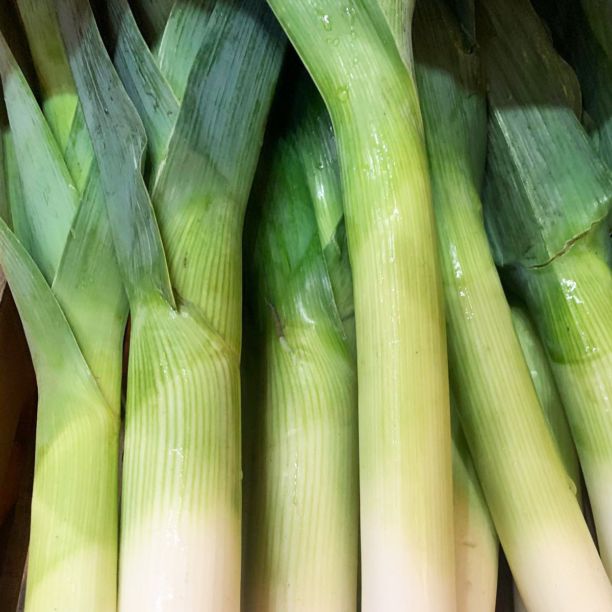 Leeks – Highgate Greens and Blooms