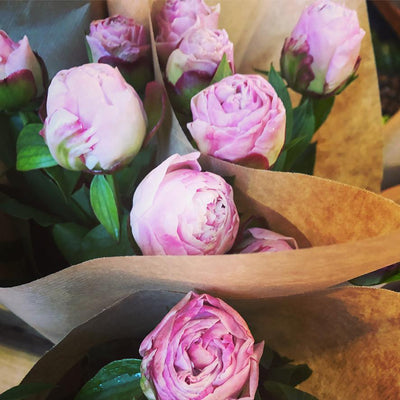 Peonies Pink