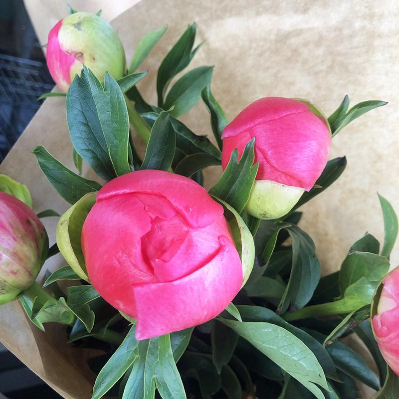 Peonies Dark Pink