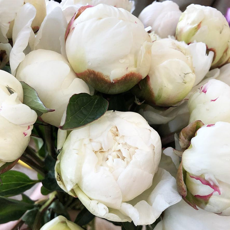 Peonies White